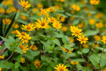 Vibrant golden blossoms amidst lush greenery