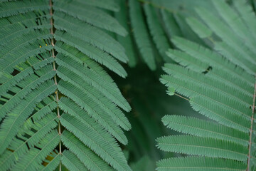 Delicate green fern leaves intertwine naturally