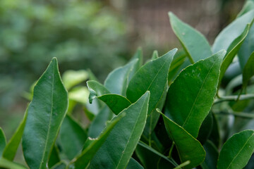 Emerald tapestry Citrus leaves dance in sunlight