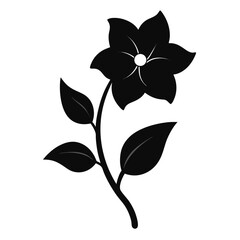  nightshade flower isolated on white background