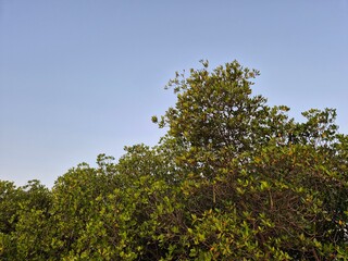 Fototapeta premium Background view of blue sky with mangrove trees copy space in the afternoon.
