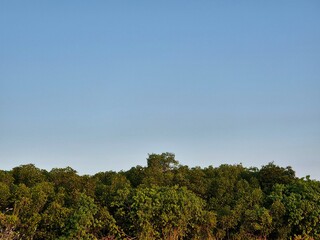 Obraz premium Background view of blue sky with mangrove trees copy space in the afternoon.
