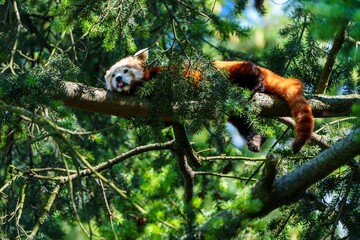 A red panda rests on a tree branch surrounded by vibrant green leaves, showcasing the tranquility of nature. This image captures wildlife s beauty, ideal for ecological themes or tourism.