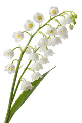A vibrant lily of the valley sprig blooms with many pure white bell flowers and lush green leaves, beautifully isolated in a transparent PNG. © Png Stock Pro