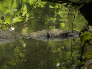 hippopotame nain