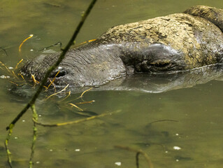 hippopotame nain
