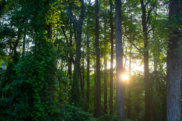 Obraz premium Green forest background at sunset. Green forest. The forest background glows with sunlight. Leaves form a dreamy background. Forest background.