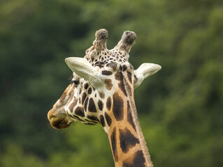 girafe