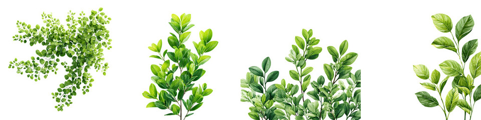 Fototapeta premium Lush Green Foliage Collection - Botanical Illustration on White