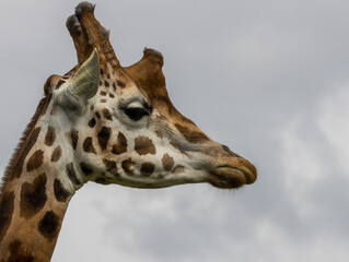 girafe