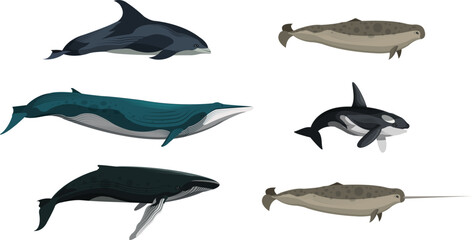 Whale fish vector bundle set. Fish domestic animal silhouette vector bundle set.
