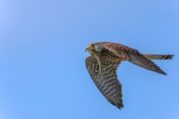 トカゲを咥えて大急ぎで巣に戻る繁殖期のチョウゲンボウ メス
