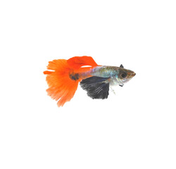 Fototapeta premium Red Tail Platinum Elephant Ear Guppy isolated on white background