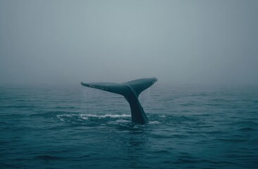Fototapeta premium Whale tail emerging from foggy sea