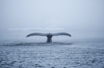 Obraz premium Whale tail emerging from misty ocean