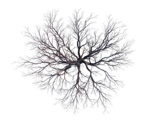  Windswept Skeleton Tree with No Leaves, Top View Perspective, Transparent Background.png