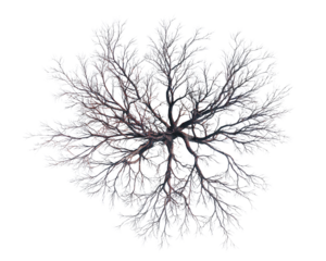  Windswept Skeleton Tree with No Leaves, Top View Perspective, Transparent Background.png