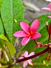Pink Plumeria Flower with Rain Droplets- Tropical Close-up in Natural Light