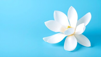 Naklejka premium White magnolia blossom on bright blue background