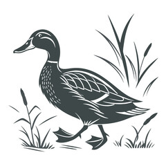 duck on a white background