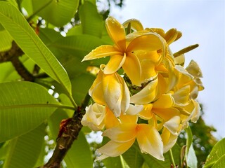  Yellow Frangipani flower – Fresh Tropical plumeria after Rain
