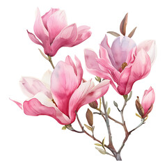 Fototapeta premium Pink magnolia flowers with delicate branches on transparent background