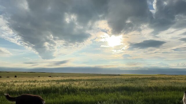 Cute border collie in a farm field, clouds in the sky