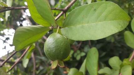 green figs on tree