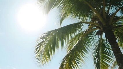 Naklejka premium Sunlight Filtering Through Palm Tree Leaves