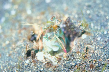 Shortnose Mantis Shrimp in the Lembeh Strait, Sulawesi, Indonesia