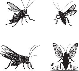 Grasshopper insect silhouette black and white vector