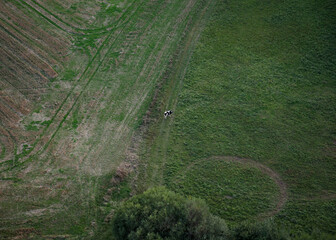 Black and white cow grazing in a vast green field during daylight in the countryside