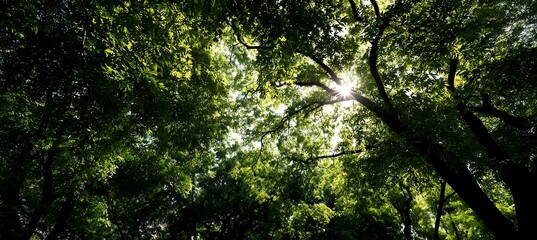 Fototapeta premium Sunlit green trees glowing intensely under harsh summer sunlight and dry heat waves