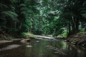 river in the forest