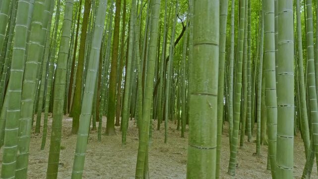 竹林の散歩道（岐阜県可児市　かぐや姫の散歩道）