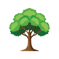 Stylized Sycamore green tree with lush foliage isolated on white background
