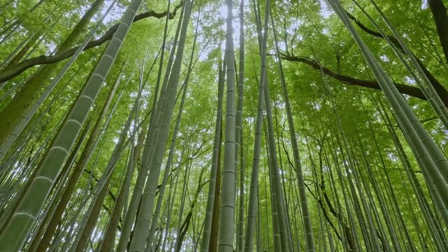 竹林の散歩道（岐阜県可児市　かぐや姫の散歩道）