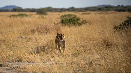 Big lion lying on savannah grass. Landscape with characteristic trees on the plain and hills in the background