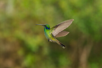 Sparkling violetear (Colibri coruscans) Ecuador