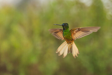 Sparkling violetear (Colibri coruscans) Ecuador