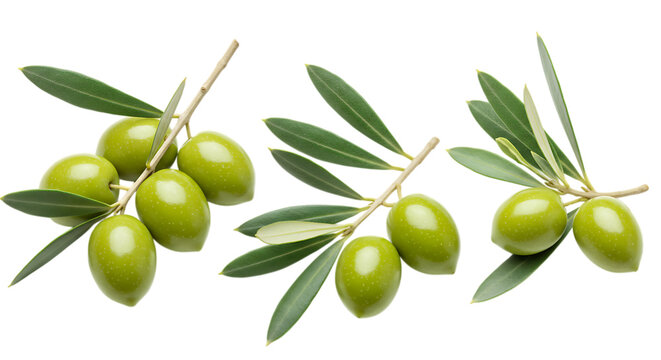 Three green olive branches with leaves on black isolated on a transparent background olives 1 - Powered by Adobe