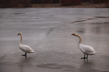 Two swans standing on a frozen lake