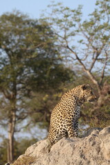 leopard in the tree