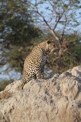 leopard in the tree