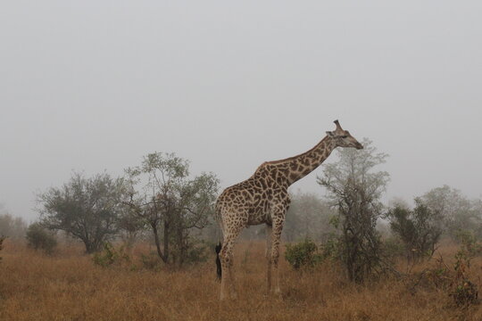 giraffe in africa