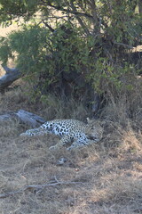 leopard on the grass