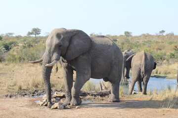 Obraz premium elephants in the wild