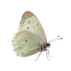 Naklejka premium Delicate wings of a clouded butterfly, a solitary invertebrate on transparent visibility in