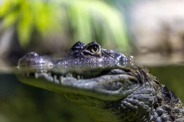 Fototapete Rund Krokodil Crocodile looks out of the water  © Art Event