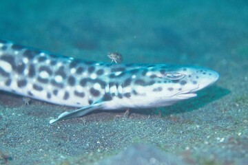 Coral Catshark in the Lembeh Strait, Sulawesi, Indonesia